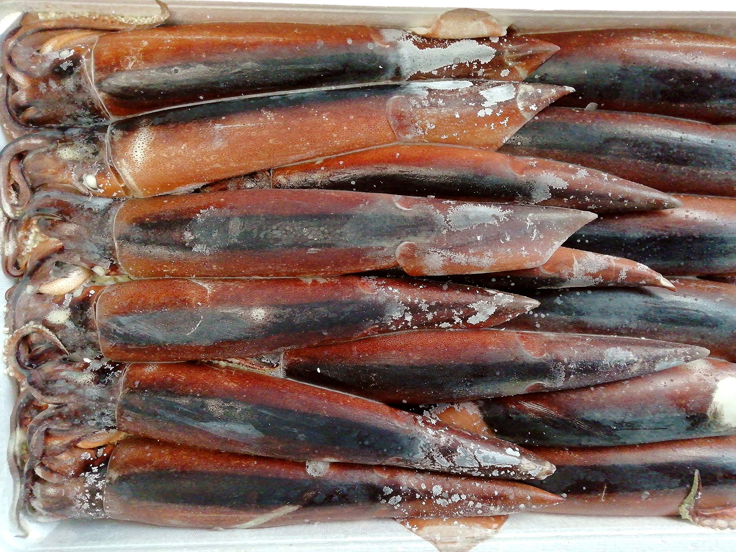 Amazon.co.jp: 産直丸魚 北三陸産 釣り物 スルメイカ 生食用 30尾入 真